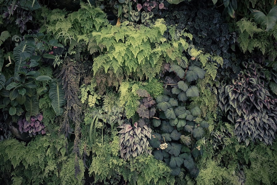 自然の植物 by muska